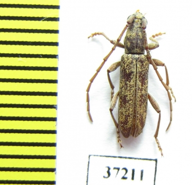 Cerambycidae sp.  South Africa Rep. - INSECTS-STORE.RU