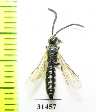 Tiphiidae, Meria sp.  Russia, Astrakhan reg. - INSECTS-STORE.RU