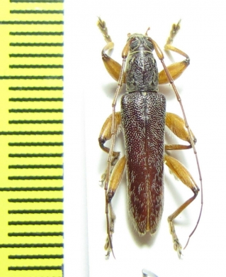 Cerambycidae sp.  Indonesia, Java - INSECTS-STORE.RU