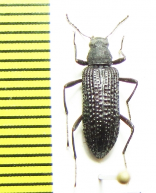 Tenebrionidae sp.  Malaysia - INSECTS-STORE.RU