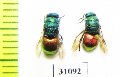 Chrysididae sp.  Russia, Moscow reg. - INSECTS-STORE.RU
