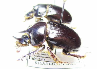 Ceratophyus mesasiaticus, pair  Kazakhstan - INSECTS-STORE.RU