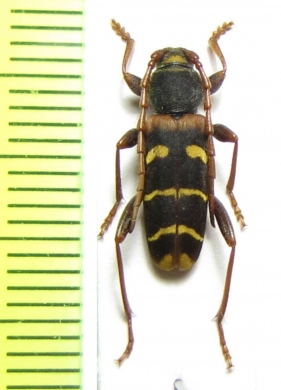 Plagionotus christophi  Japan - INSECTS-STORE.RU