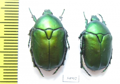 Protaetia ungarica armeniaca  Armenia - INSECTS-STORE.RU