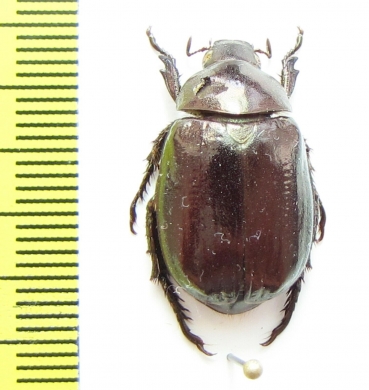 Anomala propinqua  India - INSECTS-STORE.RU