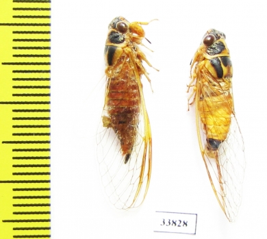 Palapsalta eyrei  Australia - INSECTS-STORE.RU