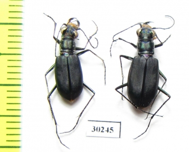 Cicindela hamorrhagica, pair  USA - INSECTS-STORE.RU
