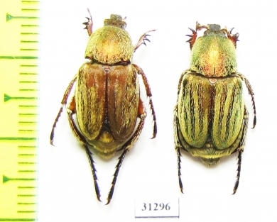 Glaphyrus superbus straussi, pair  Iran, Khuzestan prov. - INSECTS-STORE.RU