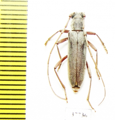 Cerambycidae sp.  South Africa Rep. - INSECTS-STORE.RU