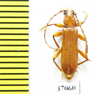 Cerambycidae sp.  South Africa Rep. - INSECTS-STORE.RU