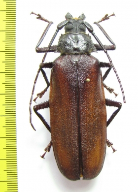 Prioninae sp.  Malawi 74mm - INSECTS-STORE.RU