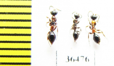 Methocha articulata  Russia, Tver reg. - INSECTS-STORE.RU