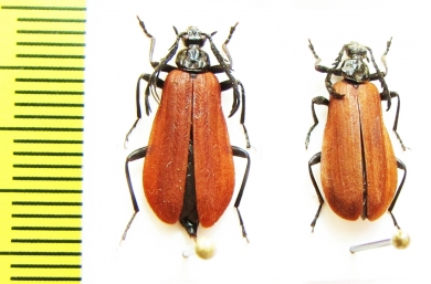 Pseudopyrochroa vestiflua, pair  Russia, Far East - INSECTS-STORE.RU