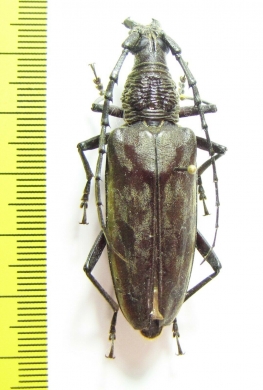 Hoplocerambyx sp.  Philippines - INSECTS-STORE.RU