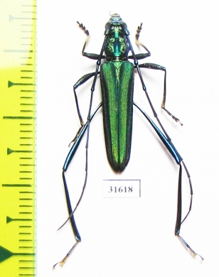 Cerambycidae sp.  Indonesia, Kalimantan - INSECTS-STORE.RU