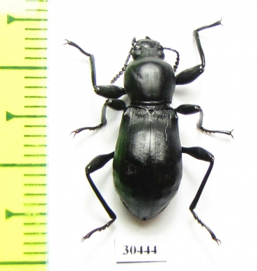 Gebienella sp.  Malaysia - INSECTS-STORE.RU