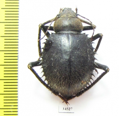 Prionotheca coronata  Sudan - INSECTS-STORE.RU