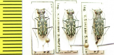 Cylindera venosa  India, Assam - INSECTS-STORE.RU