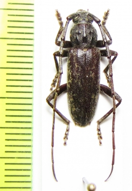 Parelaphidion aspersum  USA - INSECTS-STORE.RU