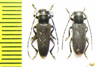 Thyestilla gebleri, pair  Russia, Far East - INSECTS-STORE.RU