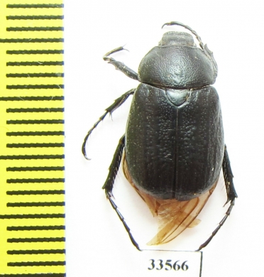 Pseudotrematodes frivaldszkyi  Greece - INSECTS-STORE.RU