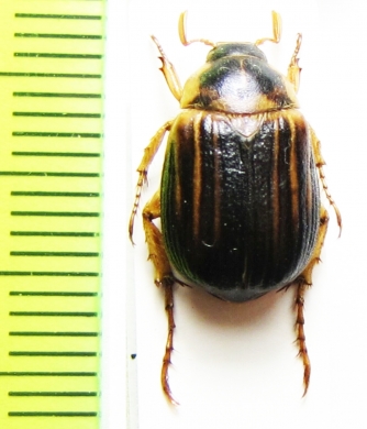 Anomala semenovi  Kazakhstan - INSECTS-STORE.RU