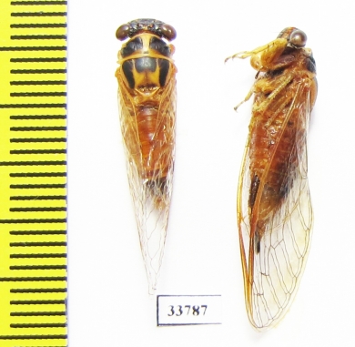 Palapsalta eyrei  Australia - INSECTS-STORE.RU