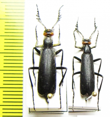 Epicauta sibirica dubia  China, Quinghai prov. - INSECTS-STORE.RU