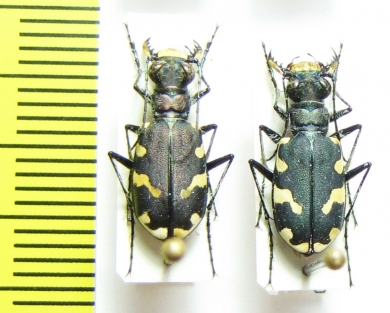 Cicindela albopilosa  Kirgizstan - INSECTS-STORE.RU