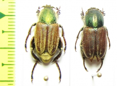 Glaphyrus superbus straussi, pair  Iran, Qazvin prov. - INSECTS-STORE.RU