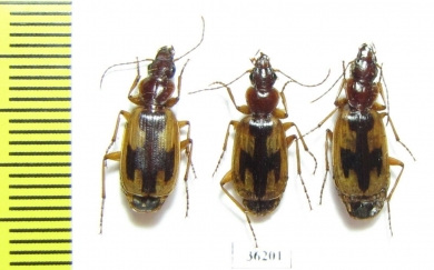 Carabidae sp.  Russia, Astrakhan reg. - INSECTS-STORE.RU