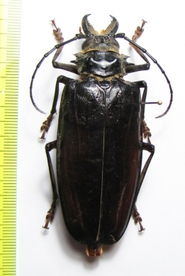 Anthracocentrus capensis, female  Namibia 83mm - INSECTS-STORE.RU