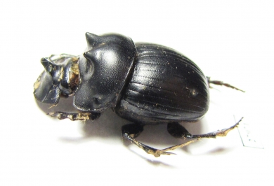 Catharsius sp.  Angola - INSECTS-STORE.RU