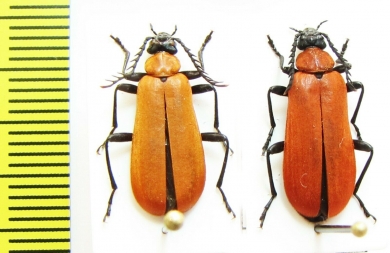 Pyrochroa coccinea, pair  Russia, Tver reg. - INSECTS-STORE.RU