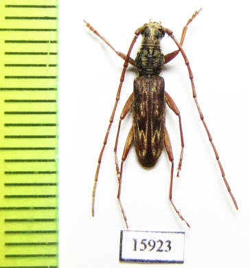 Cerambycidae sp.  Indonesia, Kalimantan - INSECTS-STORE.RU