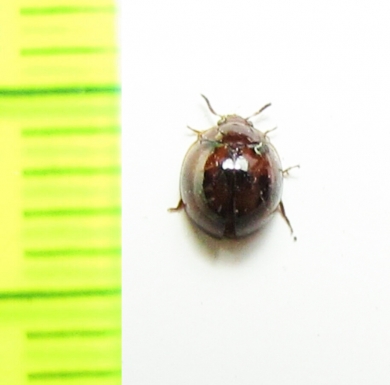 Tenebrionidae sp.  Thailand - INSECTS-STORE.RU