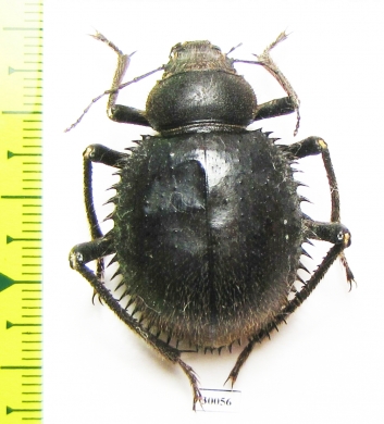 Prionotheca coronata  Tunis - INSECTS-STORE.RU