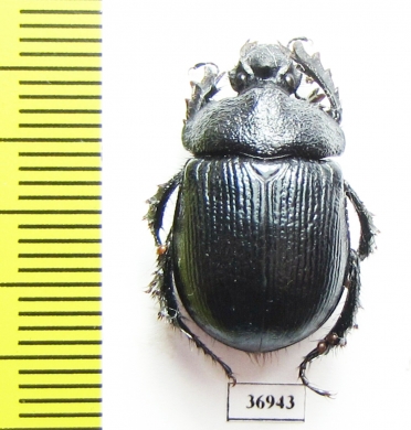 Enoplotrupes bieti, male  China - INSECTS-STORE.RU