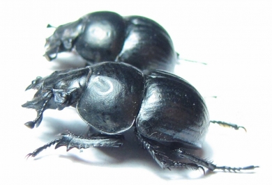 Lethrus bactrianus, pair  Tajikistan - INSECTS-STORE.RU