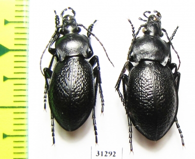 Carabus (Semnocarabus) sp., pair  Kazakhstan - INSECTS-STORE.RU