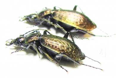 Carabus (Sphodristocarabus) janthinus novotnyorum, pair  Abkhazia - INSECTS-STORE.RU