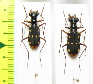 Thopeutica diana, pair  Indonesia, Sulawesi - INSECTS-STORE.RU