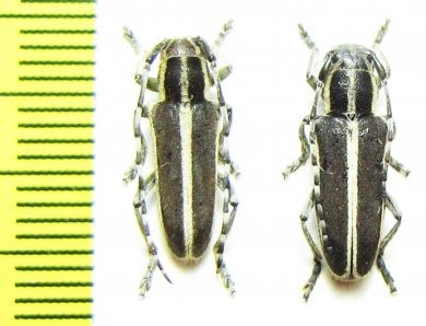 Thyestilla gebleri, pair  Russia, Far East - INSECTS-STORE.RU