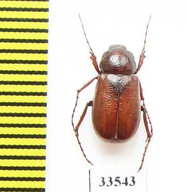 Schizonycha scorteccii  Oman - INSECTS-STORE.RU