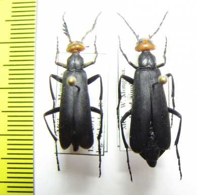 Epicauta sibirica sibirica, pair  Mongolia - INSECTS-STORE.RU