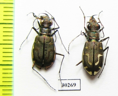 Cicindela hirticollis gravida  USA - INSECTS-STORE.RU