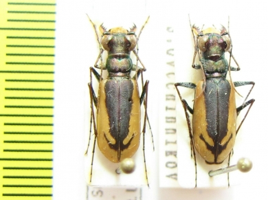 Cephalota schrenki, pair  Kazakhstan - INSECTS-STORE.RU