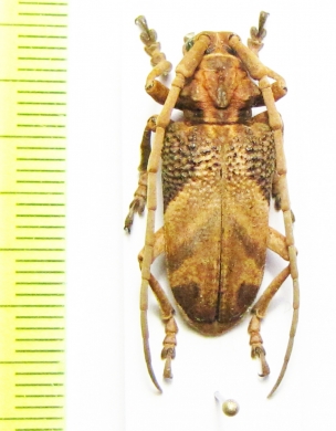 Phryneta semirasa  Zambia - INSECTS-STORE.RU