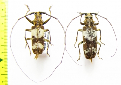 Cerambycidae sp., pair  Cameroon - INSECTS-STORE.RU