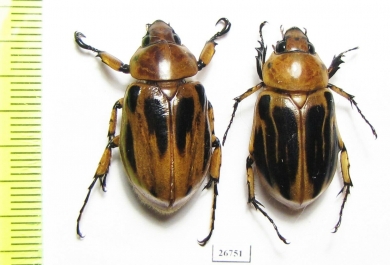 Cyclocephala sp., pair  Panama - INSECTS-STORE.RU